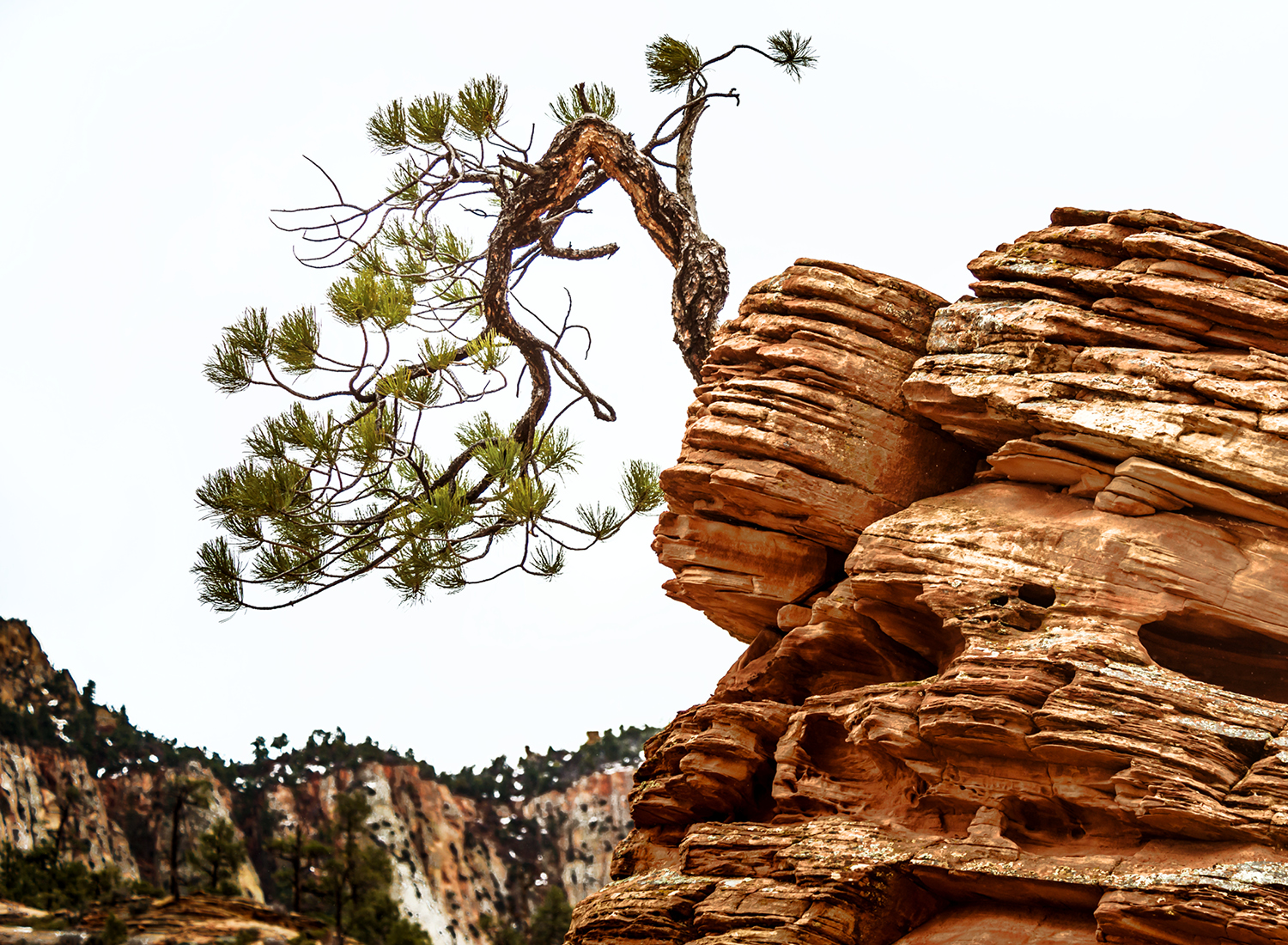 Spindly tree growing from rocky cliff.